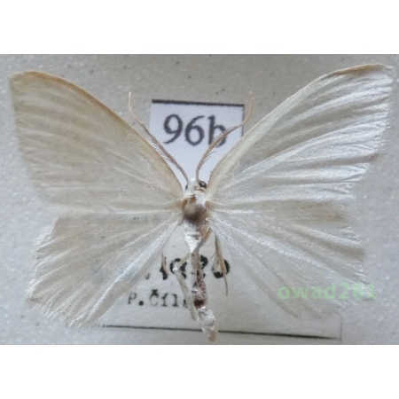 Jodis putata (Linnaeus, 1758) Czech96b